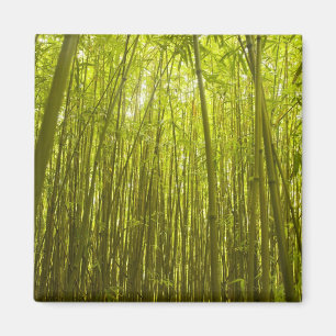 Imán Bosque de Bambú cerca del Camino de la Rivera de 