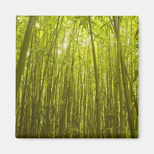 Imán Bosque de Bambú cerca del sendero Waikamoi Ridge (Frente)