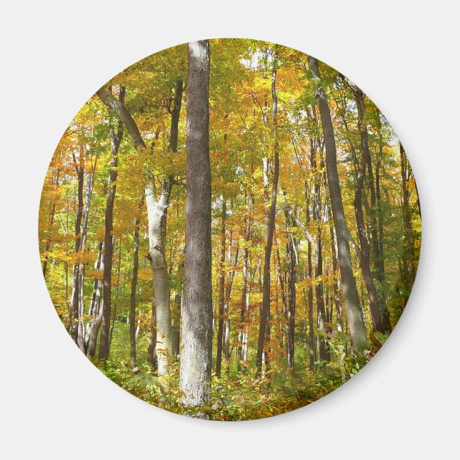 Imán Bosque de Hojas Amarillas Paisaje de Otoño (Frente)