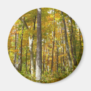 Imán Bosque de hojas amarillas paisaje otoñal