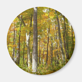 Imán Bosque de hojas amarillas paisaje otoñal