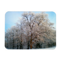 Bosque de invierno diciembre de 2012