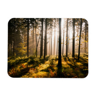 Imán Bosque de la caída con Sunrays