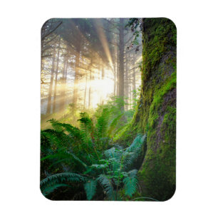 Imán Bosque de la Costa Pacífica, Oregón
