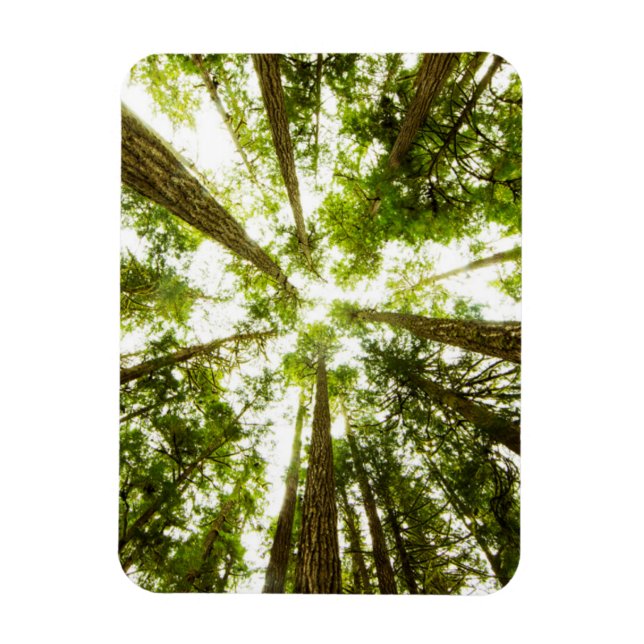 Imán Bosque de lluvias verdes (Vertical)