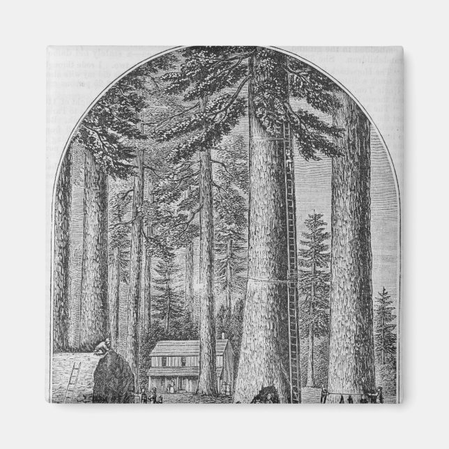 Imán Bosque de mamut en el Valle del (Frente)