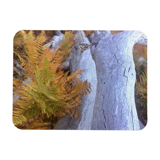 Imán Bosque de otoño (Horizontal)