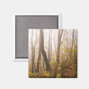 Imán Bosque de otoño atmosférico en niebla, foto