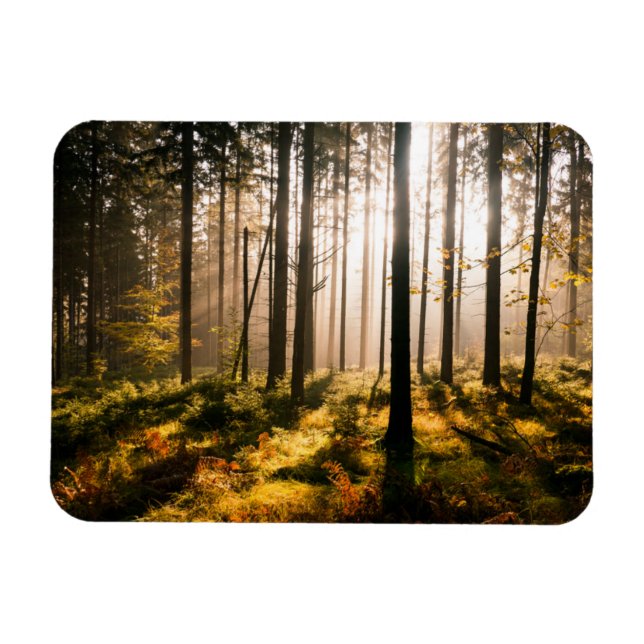 Imán Bosque de otoño con rayos de sol (Horizontal)