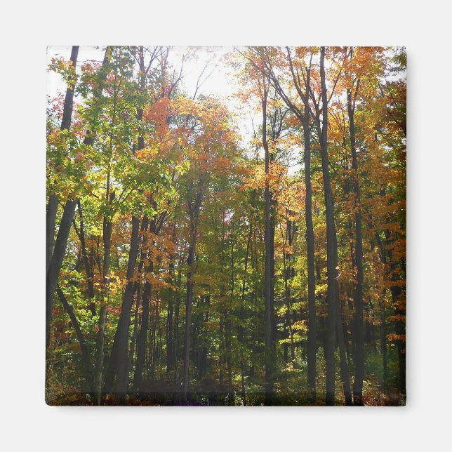Imán Bosque de Otoño Iluminado por el Sol (Frente)
