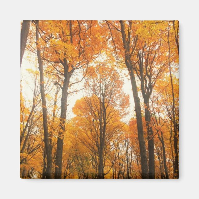 Imán Bosque de otoño naranja (Frente)