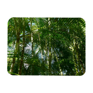 Imán Bosque de palmeras Naturaleza tropical