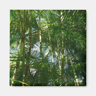 Imán Bosque de palmeras Naturaleza tropical