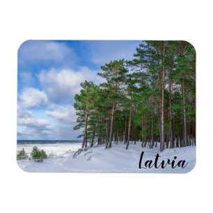 Imán Bosque de pino cerca de la costa marítima de Leton