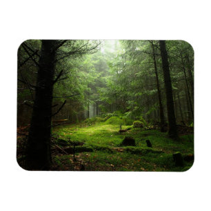 Imán Bosque de Sterious