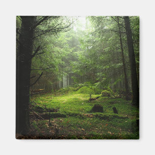 Imán Bosque de Sterious