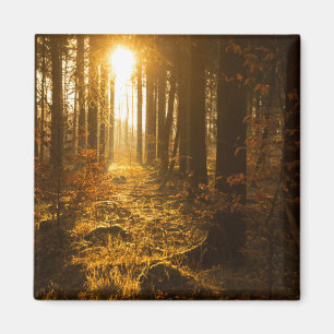 Imán Bosque durante el otoño el Baden Württemberg,