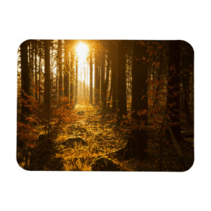 Imán Bosque durante el otoño el Baden Württemberg,