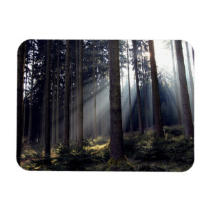 Imán Bosque en Baviera
