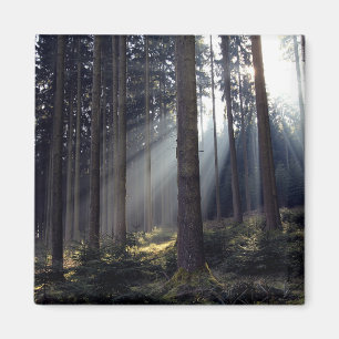 Imán Bosque en Baviera