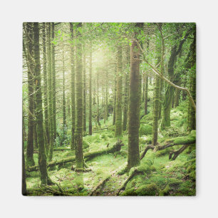 Imán Bosque en el parque nacional el   Kerry, Irlanda