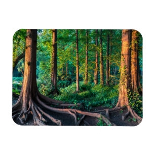 Imán Bosque en verano