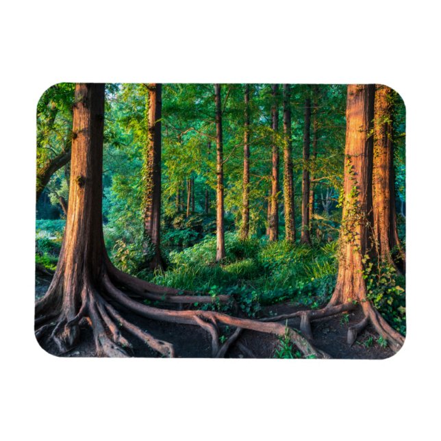 Imán Bosque en verano (Horizontal)