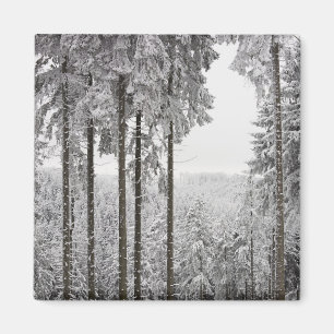 Imán Bosque imperecedero en invierno