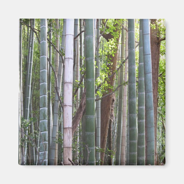 Imán Bosque japonés gigante de bambú, Sagano, Kioto, Ja (Frente)
