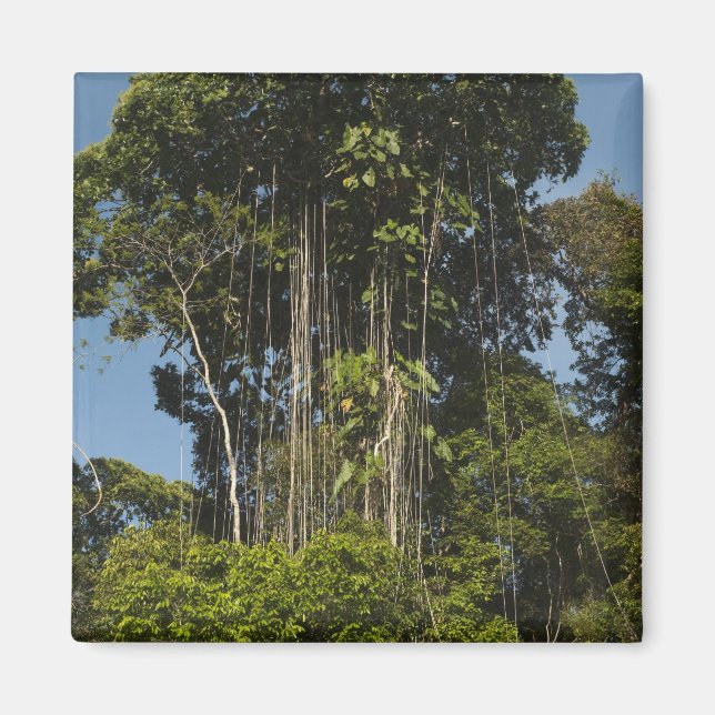 Imán Bosque lluvioso al borde del río Rewa Guyana (Frente)