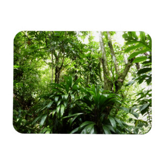 Imán Bosque lluvioso dominicano I Naturaleza tropical v