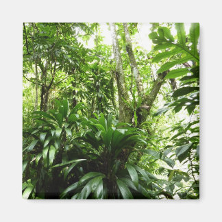 Imán Bosque lluvioso dominicano I Naturaleza tropical v