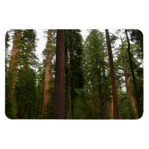 Imán Bosque Mariposa en el Parque Nacional Yosemite