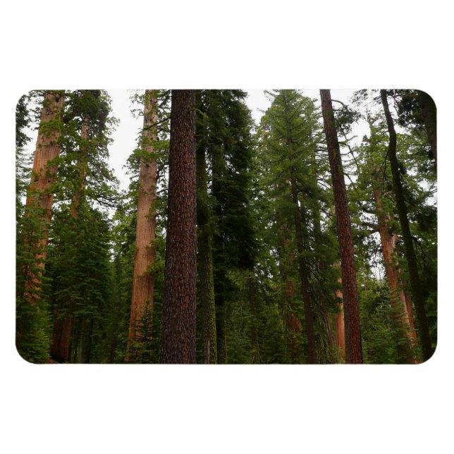 Imán Bosque Mariposa en el Parque Nacional Yosemite (Horizontal)
