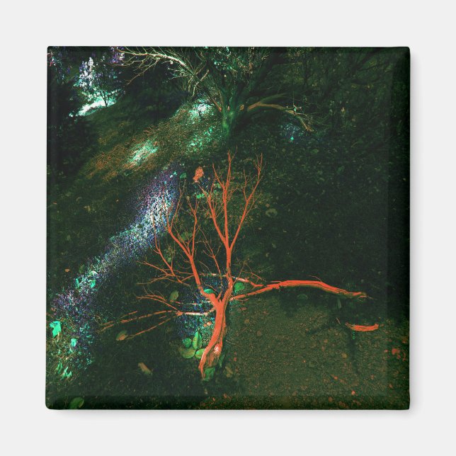 Imán Bosque místico... (Frente)