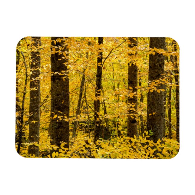 Imán Bosque Nacional de Pisgah en otoño (Horizontal)