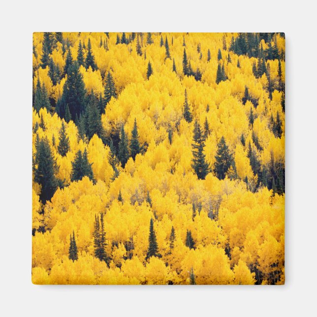 Imán Bosque nacional del río Blanco | Aspen, Colombia (Frente)