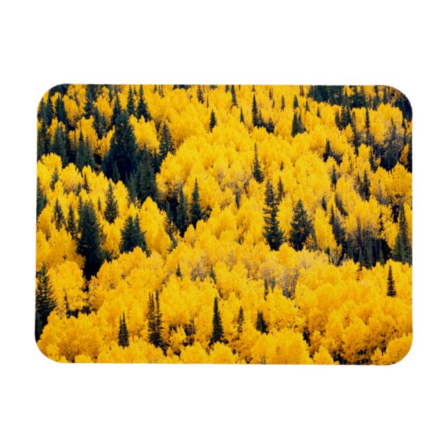 Imán Bosque nacional del río Blanco | Aspen, Colombia (Horizontal)