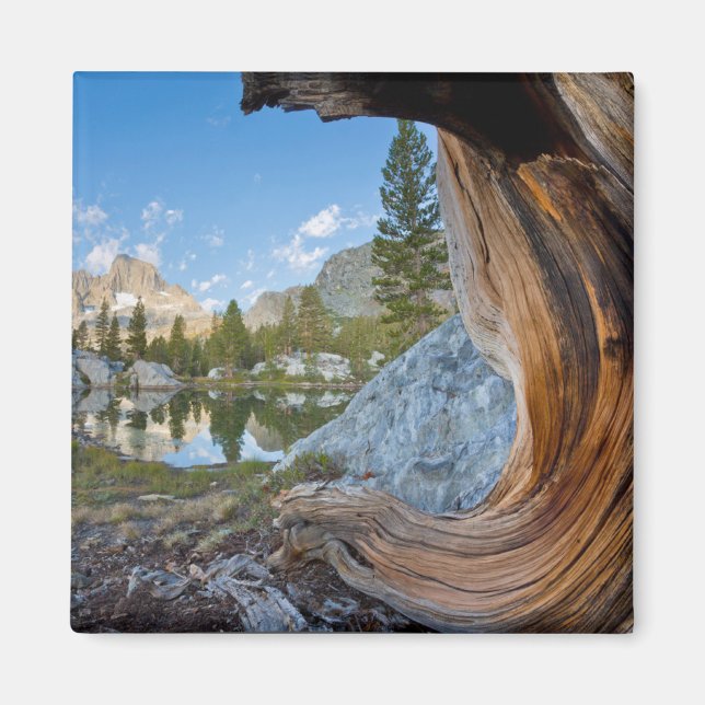 Imán Bosque Nacional Inyo, California (Frente)