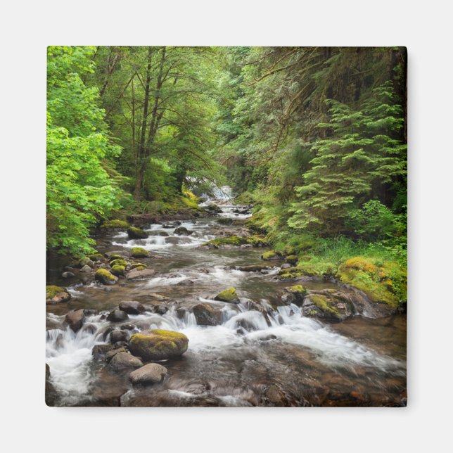 Imán Bosque Nacional Siuslaw | Sweet Creek (Frente)