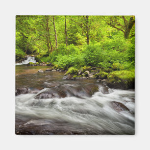 Imán Bosque Nacional Siuslaw, Sweet Creek, Oregon