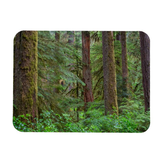 Imán Bosque nacional Willamette | Oregón (Horizontal)