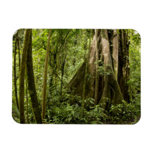 Imán Bosque nuboso, Bosque de Paz, Costa Rica