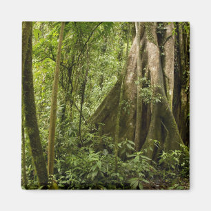 Imán Bosque nuboso, Bosque de Paz, Costa Rica