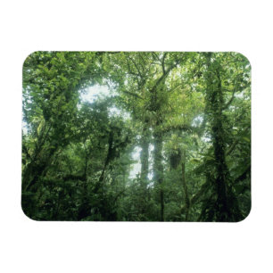 Imán Bosque Nuboso de Monteverde, Costa Rica.