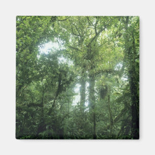 Imán Bosque Nuboso de Monteverde, Costa Rica.