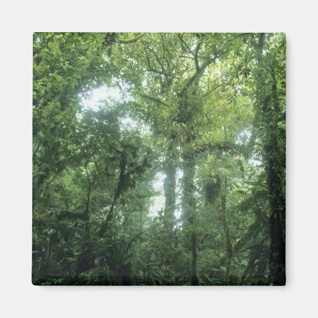 Imán Bosque Nuboso Monteverde, Costa Rica. (Frente)