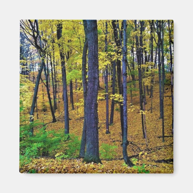 Imán Bosque otoñal, West Bend, Wisconsin (Frente)