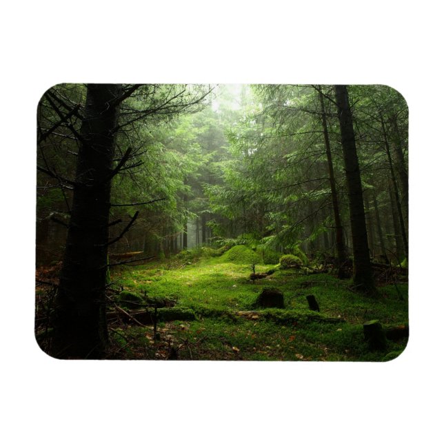 Imán Bosque peligroso (Horizontal)