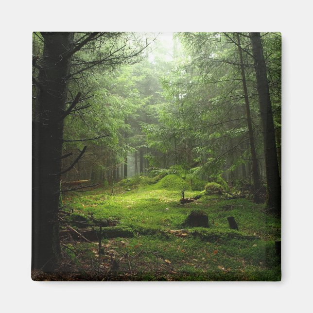 Imán Bosque peligroso (Frente)